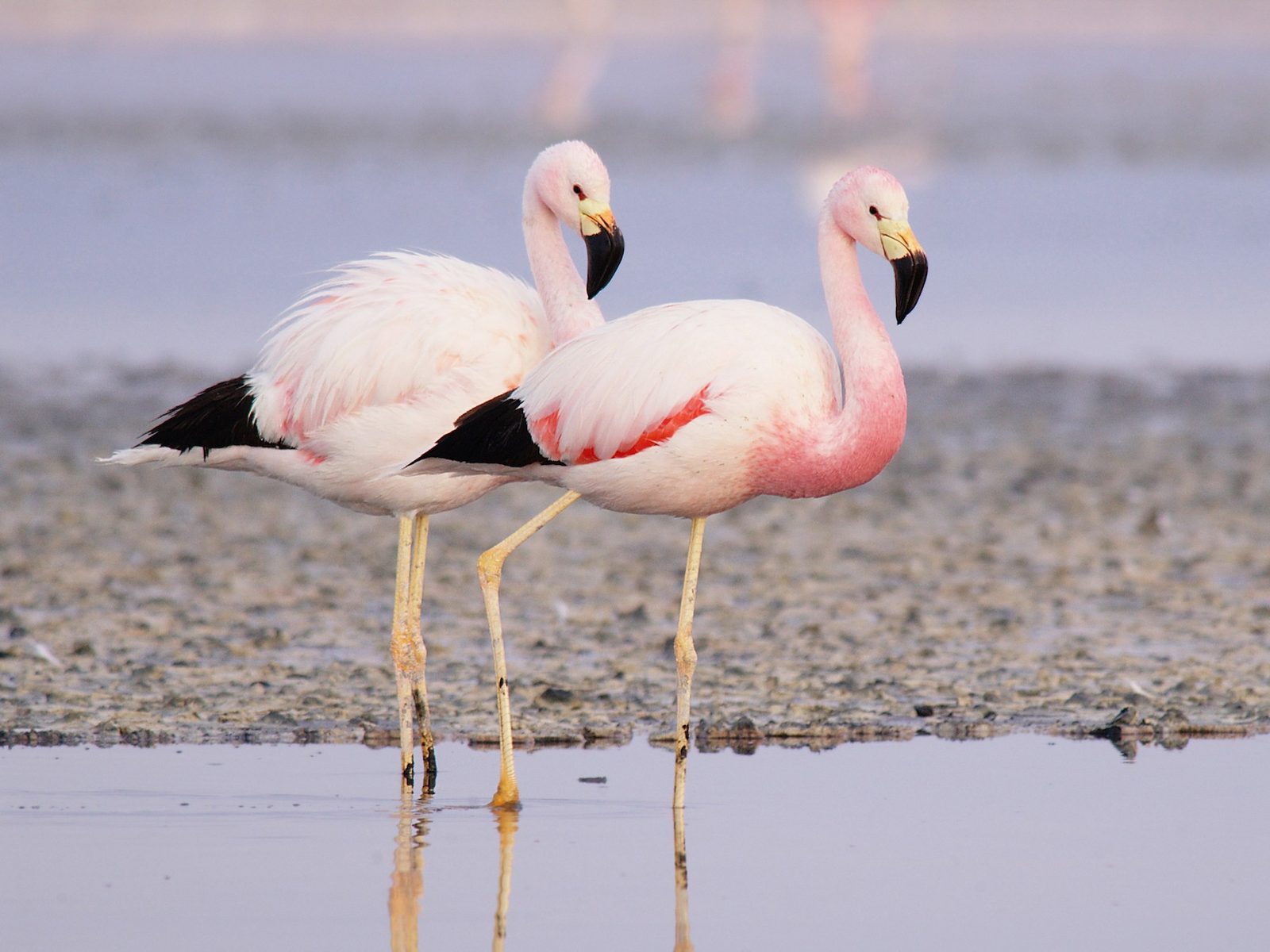 High Andean flamingos